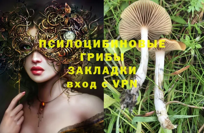 Галлюциногенные грибы Psilocybine cubensis  blacksprut ССЫЛКА  Кондопога 